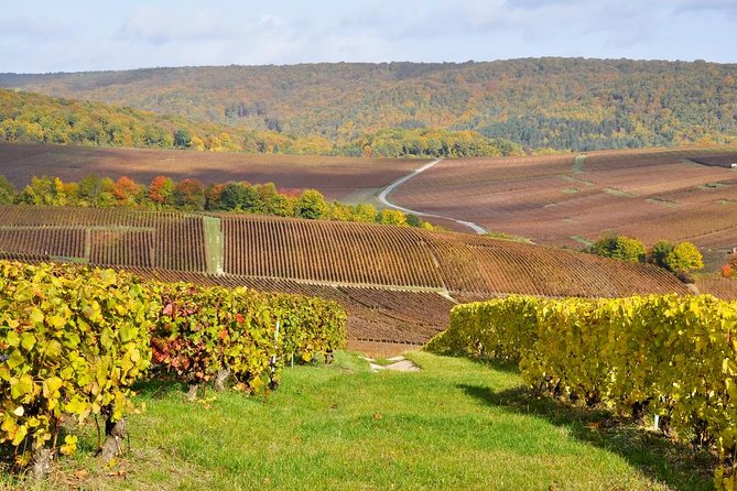 Champagne Area Small-Group Tour including a Top Champagne house & Family Winery - Moet & Chandon Cellars in Epernay, the Champagne Spotlight