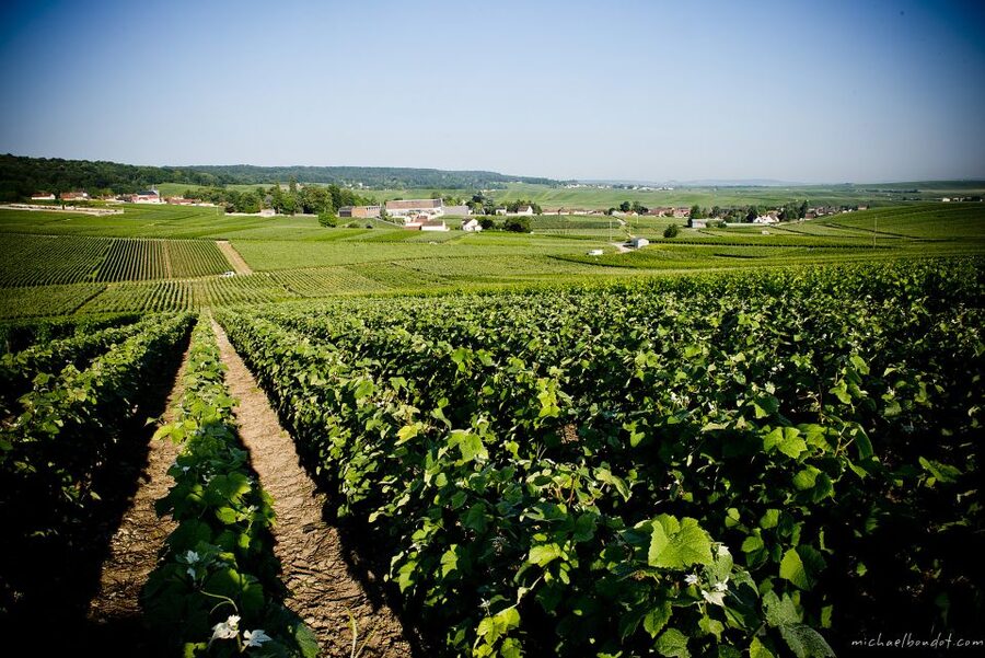 Champagne: Canard-Duchêne Champagne House Tour - Who this tour suits best (and who should pass)