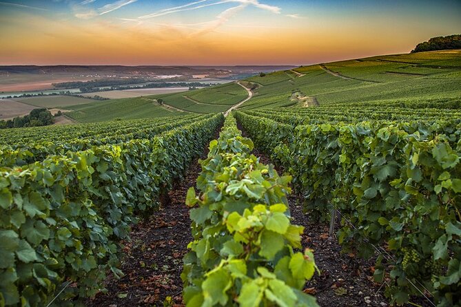 Champagne Day Trip from Reims including 9 Champagne Tastings - Stop 4, Champagne-Ardenne: the third grower, and why multiple tastings matter