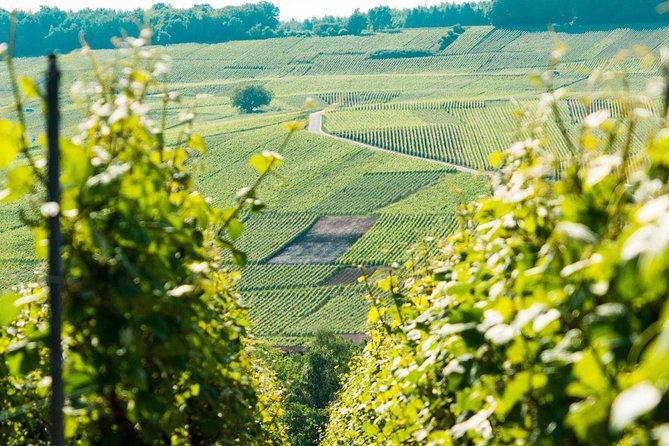 Champagne Day Trip with 6 Tastings, Reims and Winery from Paris - Morning Drive Through Champagne-Ardenne Grape Country