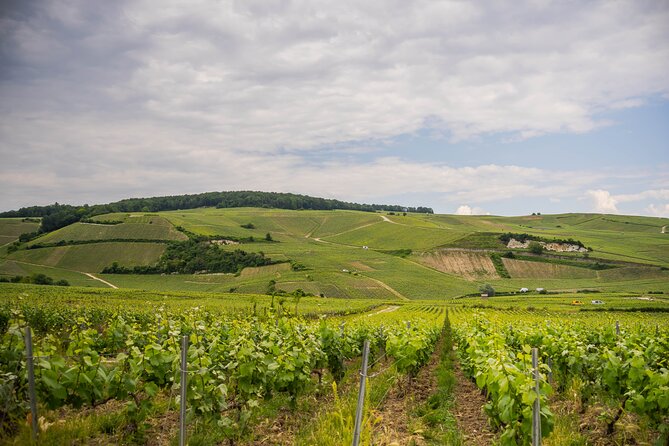 Champagne experience with a vintage van from Epernay - 3 hours - Three glasses: how to get more meaning from the tasting