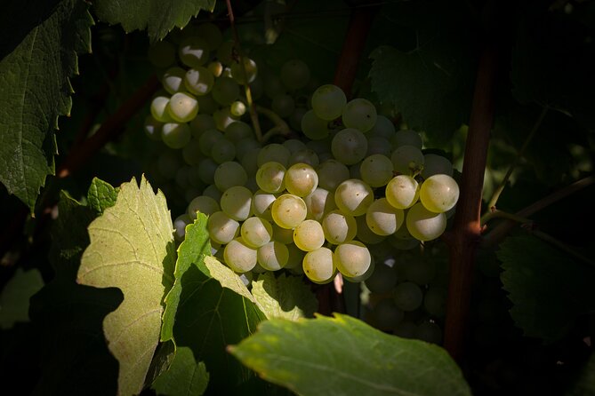 Champagne Tasting Tour Day Trip From Paris - Villers-sous-Chatillon: the small-producer stop that often becomes the favorite