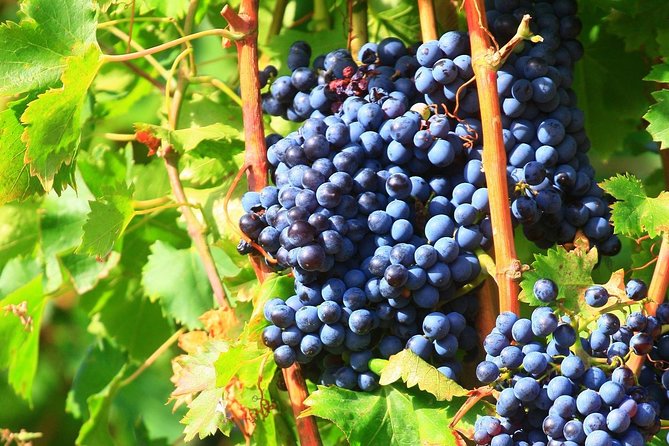 Châteauneuf du Pape Wine Day Tasting Tour including Lunch from Avignon - Gigondas, Vacqueras, or Séguret: The Day’s Flavor Plan
