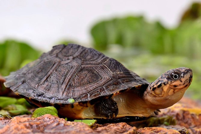 Corsica A Cupulatta Turtle Park Skip the Line Admission Ticket - Key things to know before you go to A Cupulatta