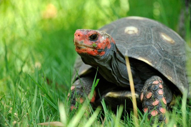 Corsica A Cupulatta Turtle Park Skip the Line Admission Ticket - Entering A Cupulatta: a self-guided nature park visit with real educational weight