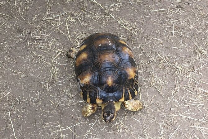 Corsica A Cupulatta Turtle Park Skip the Line Admission Ticket - Learning what threatens turtles and tortoises, beyond cute shells