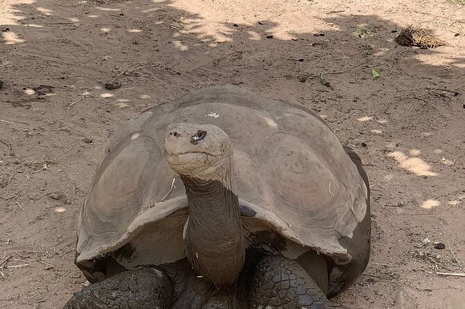 Corsica A Cupulatta Turtle Park Skip the Line Admission Ticket - Your main on-site stop: what to expect from the grounds and animal areas