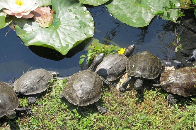 Corsica A Cupulatta Turtle Park Skip the Line Admission Ticket - Opening hours and seasonal planning for your Ajaccio day trip