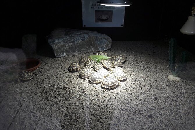 Corsica A Cupulatta Turtle Park Skip the Line Admission Ticket - The conservation center behind the scenes: clinic, surgeries, and controlled hatching