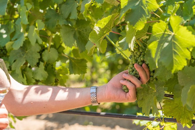 Cotes de Provence Wine Tour from Aix-en-Provence - The guides make it feel like a local conversation