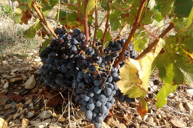 Cotes de Provence Wine Tour from Aix-en-Provence - Who should book this Cotes de Provence tour from Aix
