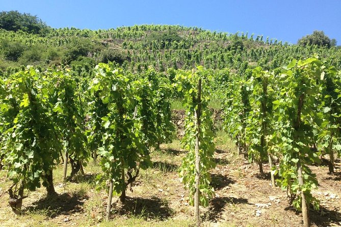 Cotes du Rhone Wine Tour (9:00 am to 5:15 pm) - Small Group Tour from Lyon - Condrieu and Viognier: a near-survival story plus a family winery tasting