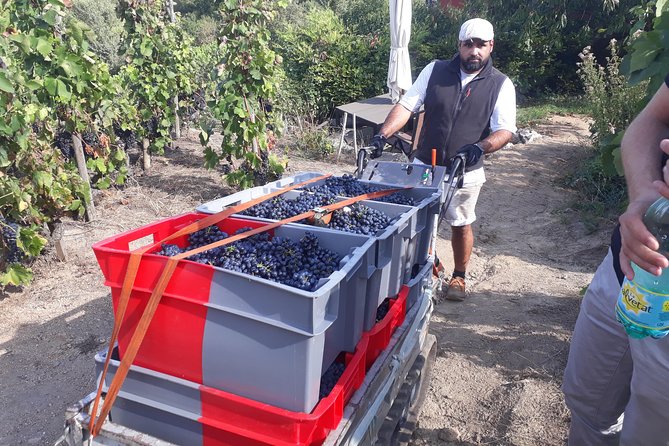 Cotes du Rhone Wine Tour (9:00 am to 5:15 pm) - Small Group Tour from Lyon - Back to Lyon by 5:15, with a Rhône education in your pocket
