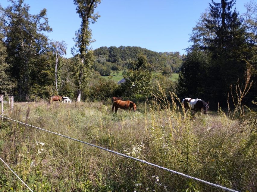 Cruseilles: Horseback Riding in the Countryside - Trail highlights: quail baths, Mandallaz Nature Reserve, and Geneva Basin views
