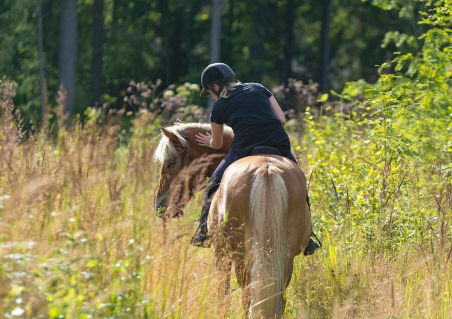 Cruseilles: Horseback Riding in the Countryside - What the ride feels like: walk most of the way, optional trot or faster moments