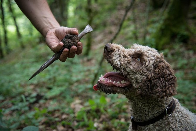Discovery of the world of Truffles and tasting - Truffle hunting with Taïga: watching the dog do the work