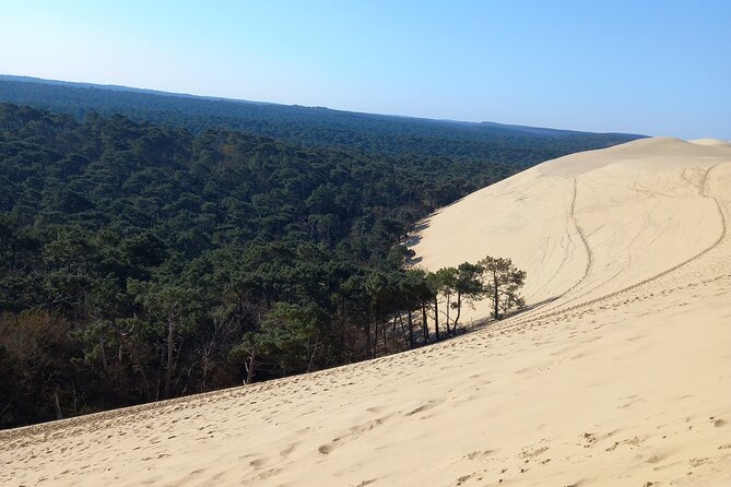 Dune du Pilat and Oysters Tasting in only 1 hour away from Bordeaux ! What else? - Logistics That Actually Matter: Pickup, Timing, and Comfort