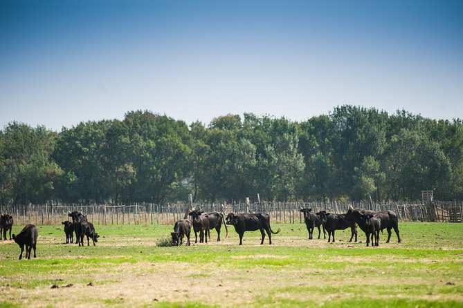 Electric bike excursion in Camargue - Camargue by e-bike, not by car, and why that matters