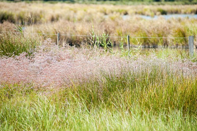 Electric bike excursion in Camargue - Price and value: $76.03 for a guided e-bike safari