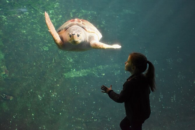 Entrance Ticket Nausicaa, the biggest aquarium in Europe - Arras Day Trip Value: What Nausicaa Really Is
