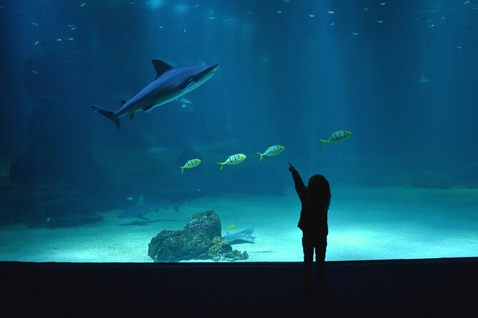 Entrance Ticket Nausicaa, the biggest aquarium in Europe - Price and Value: Is $36.01 Worth It?