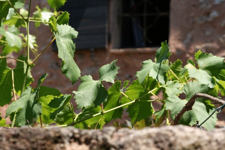 French Riviera: Provencal Wine Tour - Why Côtes de Provence rosé is the point of this day