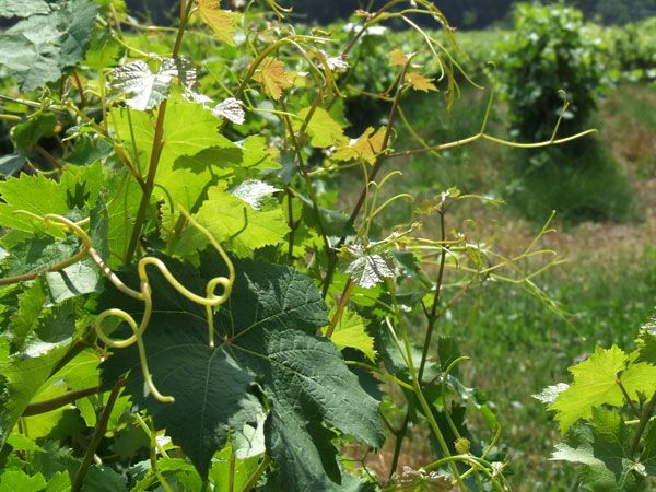 French Riviera: Provencal Wine Tour - The van ride factor, and why the guide matters