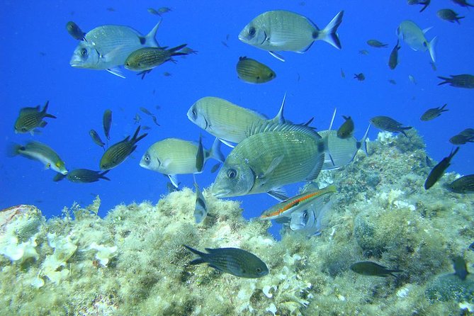 French Riviera Villefranche Bay Snorkeling Tour from Nice - Nice to Villefranche by boat, the part that feels like a break