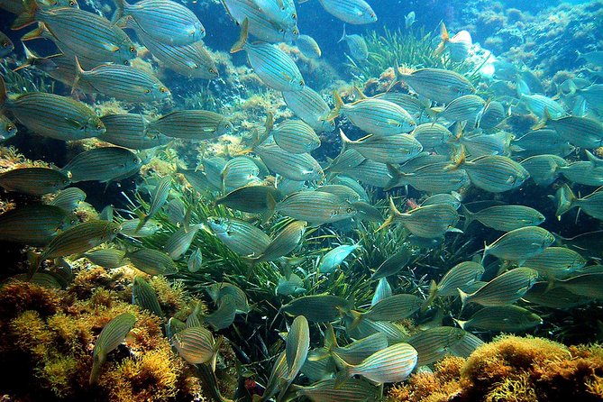 French Riviera Villefranche Bay Snorkeling Tour from Nice - Safety reality check: currents, jellyfish, and no life jacket