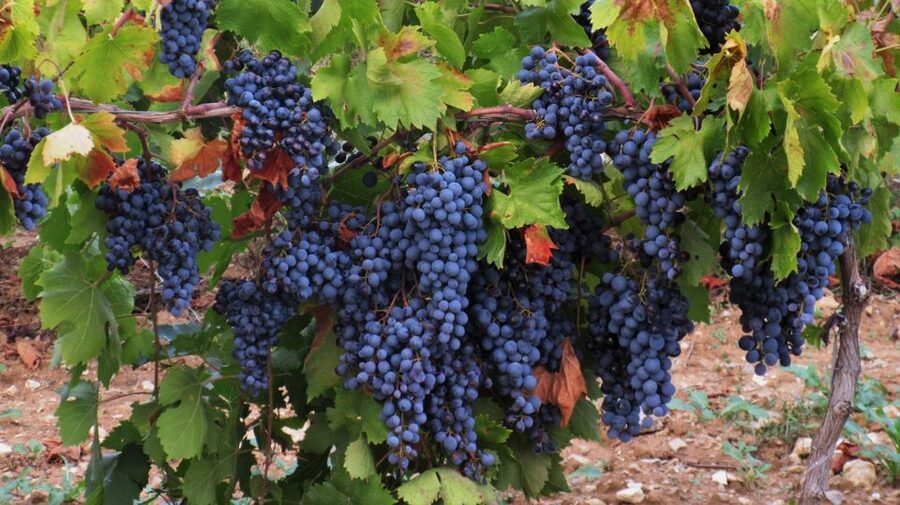 From Aix-en-Provence: Half-day Wine Tour Cezanne Countryside - Group size and timing: why this half-day format works