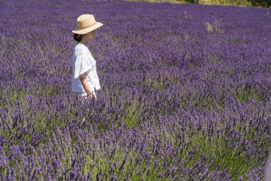 From Aix-en-Provence: Lavender Half Day Tour - Who should book, and who should skip