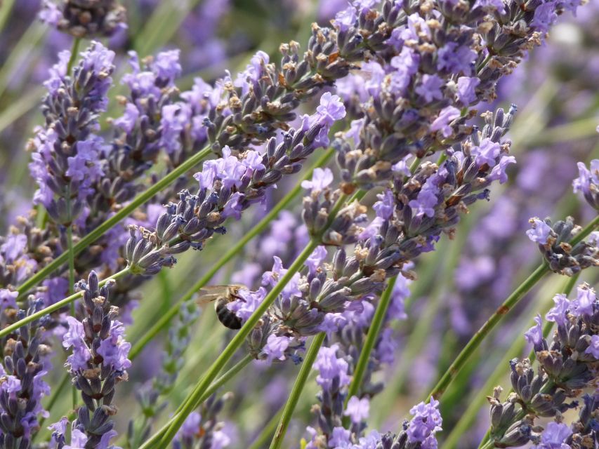 From Aix-en-Provence: Sault Lavender & Gordes Full-Day Tour - Gordes: cliffside views, village wandering, and photo help on demand
