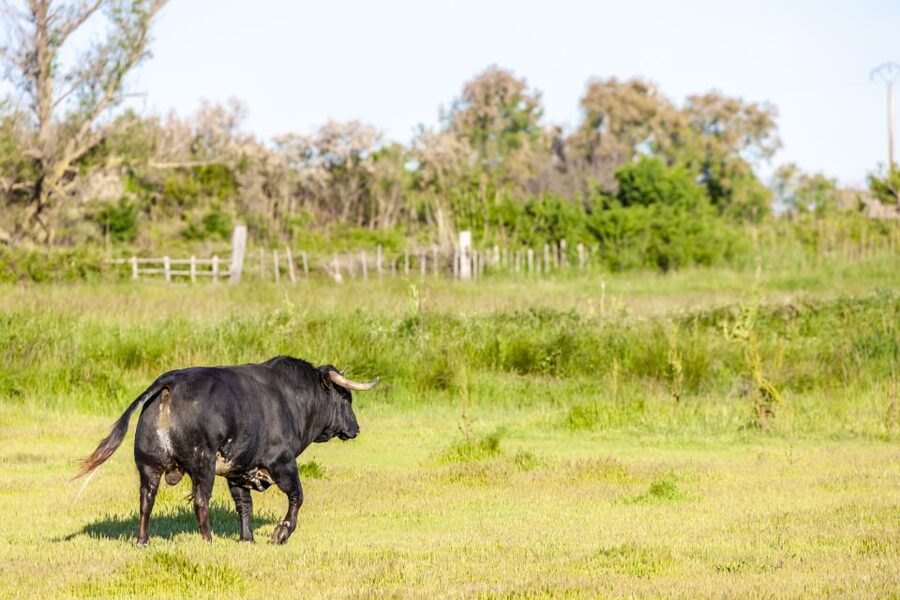 From Arles: Half-Day 4x4 Camargue Safari - Private-land bulls and horses, the part you cannot fake on your own