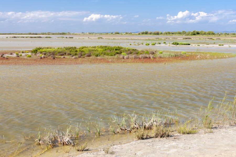 From Arles: Half-Day 4x4 Camargue Safari - Price and value for about $69 per person in a guided half-day
