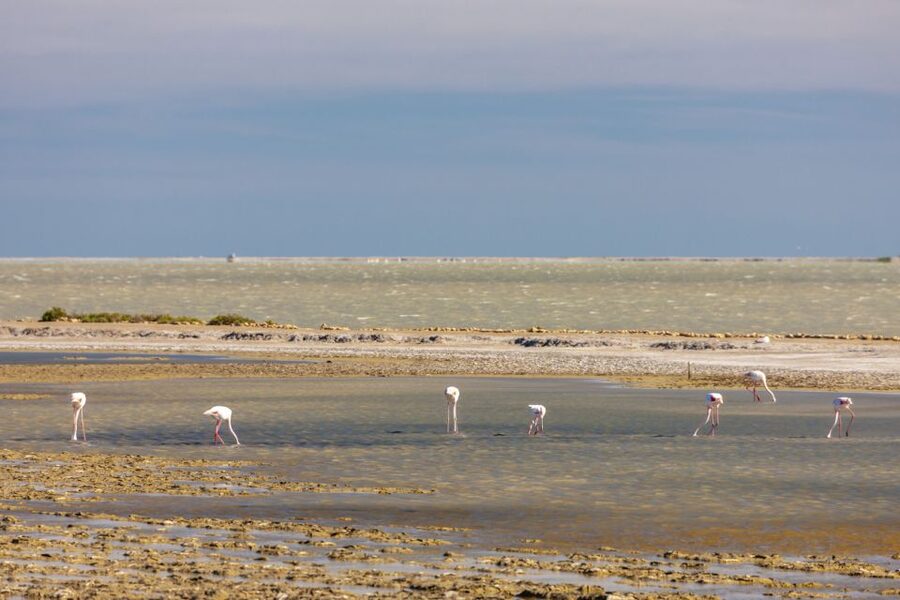 From Arles: Half-Day 4x4 Camargue Safari - What to bring, plus ride and comfort tips that keep the trip fun