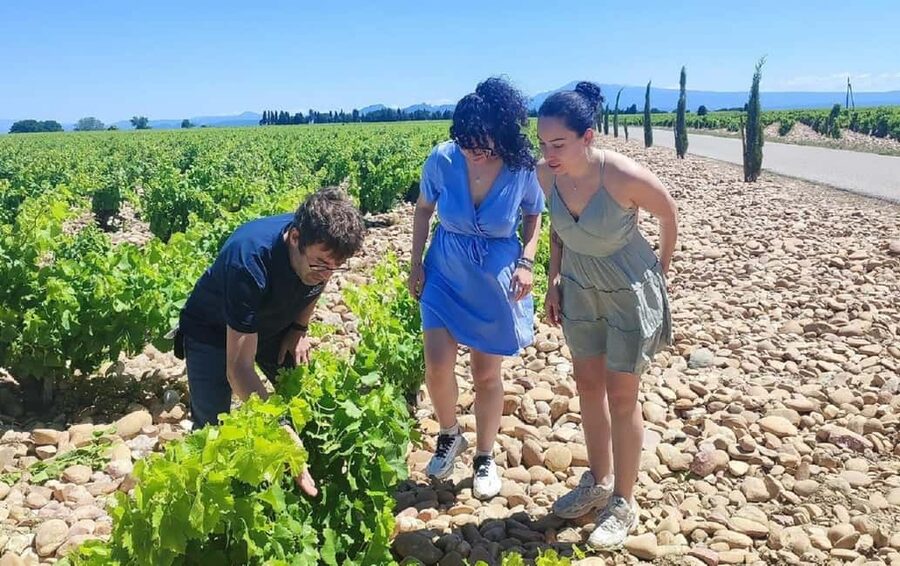 From Avignon: Châteauneuf du Pape Half-Day Wine Tour - The pacing math: how the 4 hours actually feel