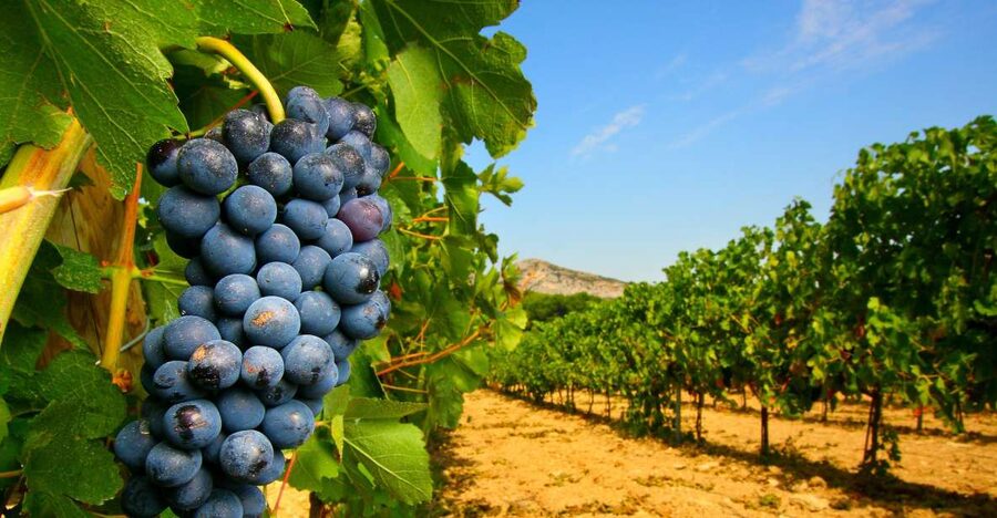 From Avignon: Half-Day Great Vineyards Tour - Key takeaways before you go