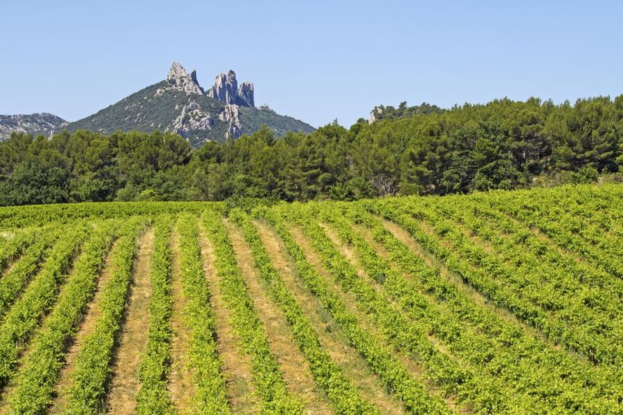From Avignon: Half-Day Great Vineyards Tour - Côtes du Rhône in a half-day: what you really get for $94