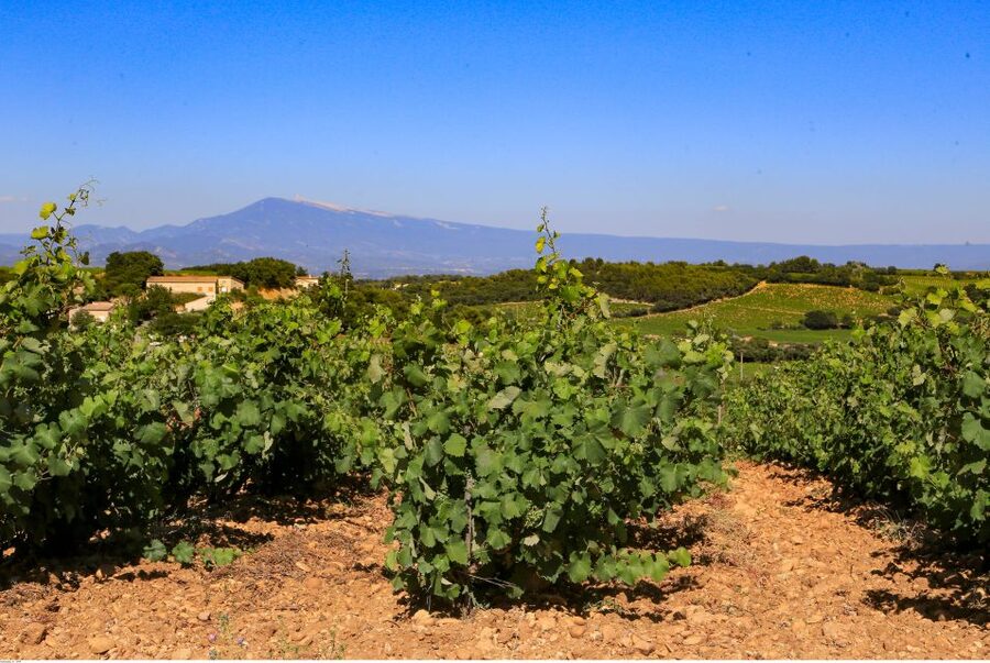 From Avignon: Half-Day Great Vineyards Tour - Gigondas, Séguret, Châteauneuf-du-Pape: what these stops mean on the ground