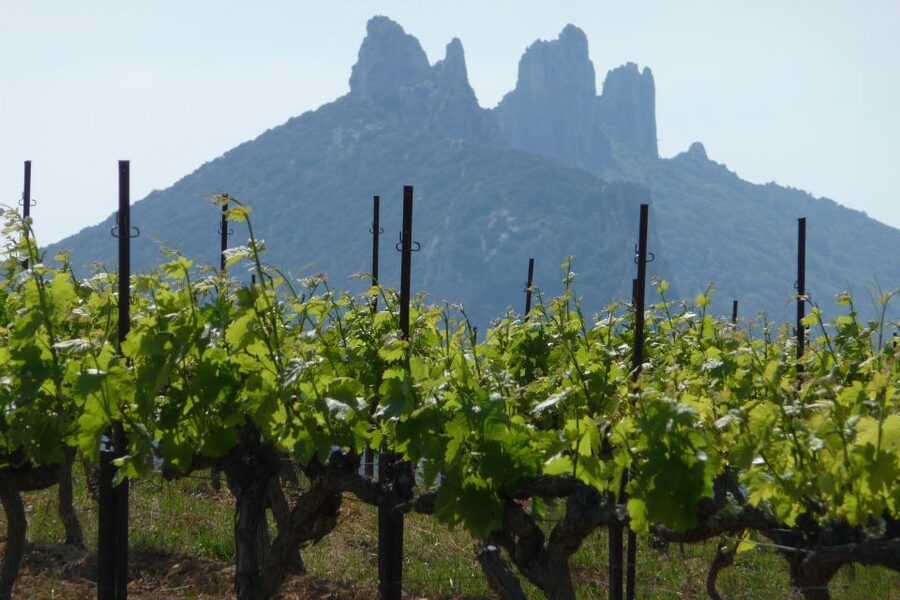 From Avignon: Half-Day Great Vineyards Tour - Winery stops, production-chain visits, and cellar time