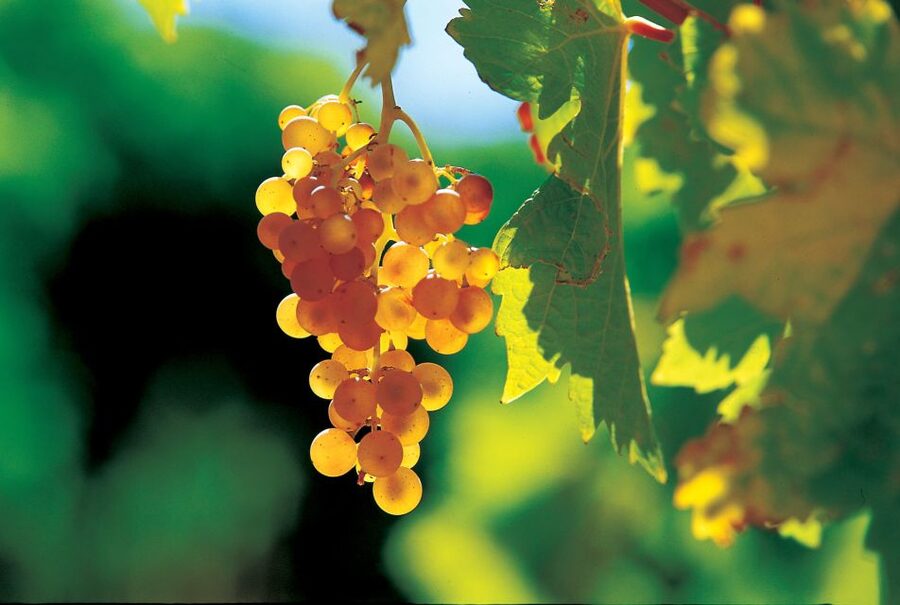 From Avignon: Half-Day Great Vineyards Tour - Price and pacing: how to plan your day around a 5-hour run