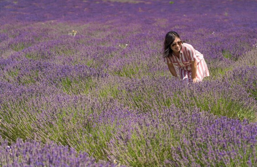 From Avignon: Half Day Lavender Tour to Sault - FAQ