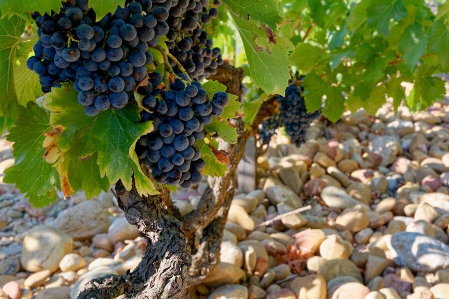 From Avignon: Luberon and Chateauneuf-du-Pape Full-Day Tour - The Rhône drive to Châteauneuf-du-Pape: where the terroir talk matters