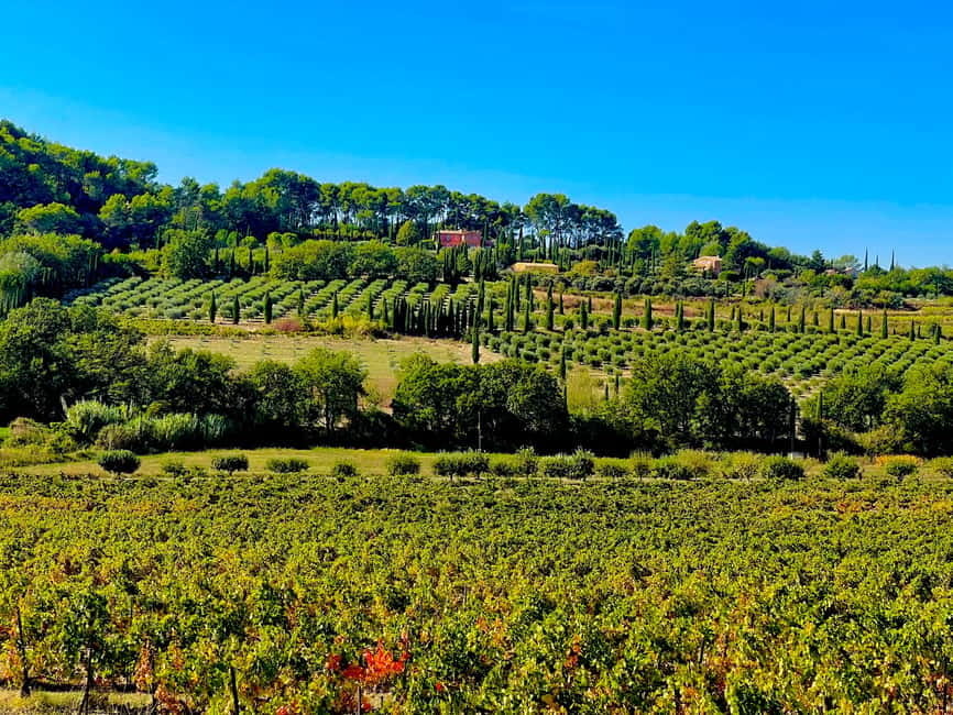 From Avignon: Provence Highlights Full-Day Tour - Roussillon’s ochre cliffs: where color comes from