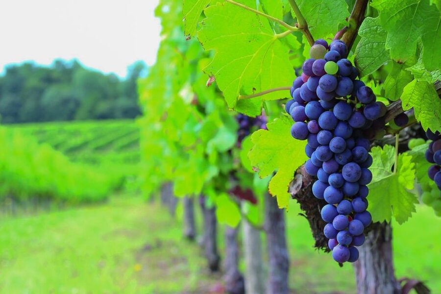 From Bordeaux: Full-Day Medoc Wine Tour - Getting picked up in Bordeaux: small group, wine-first rhythm
