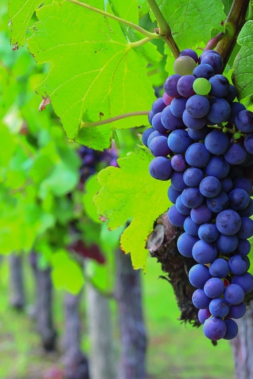 From Bordeaux: Full-Day Medoc Wine Tour - The Medoc drive and how the guide turns scenery into wine context
