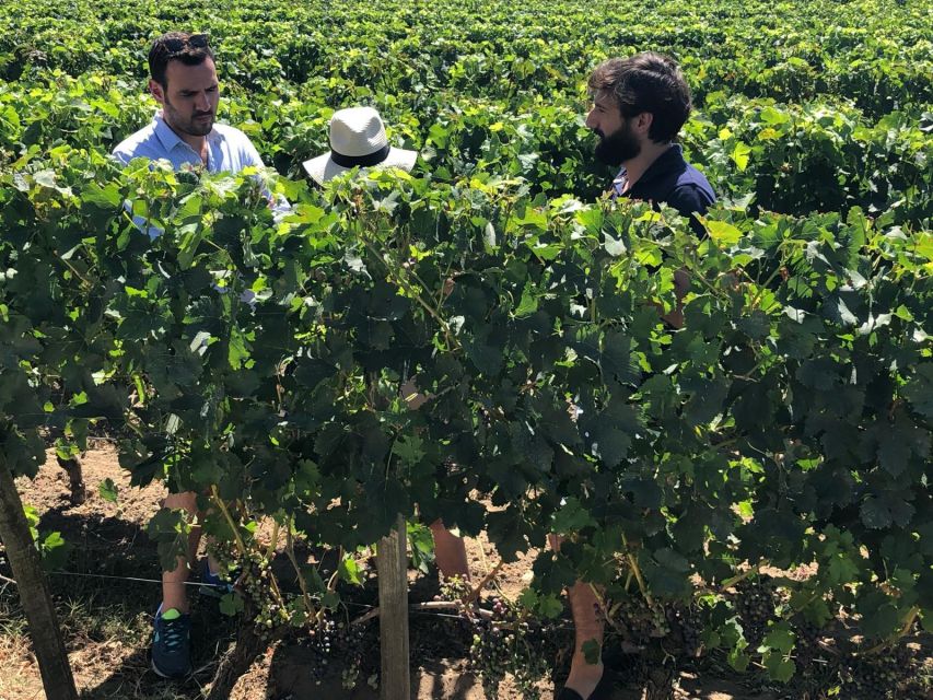 From Bordeaux: Half-Day Saint-Emilion Wine Tour - Getting started in Bordeaux from Pl. des Quinconces