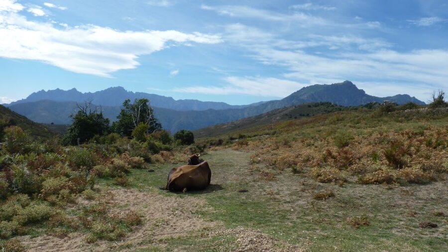 From Calvi: 4x4 Day Tour Mountain & Agriates' Saleccia Beach - Your local guide: stories with history, plus real island know-how