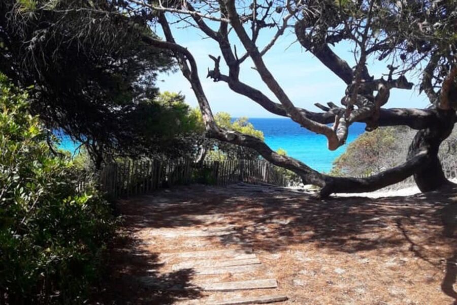 From Calvi: 4x4 Day Tour Mountain & Agriates' Saleccia Beach - Price and value at about $123 per person