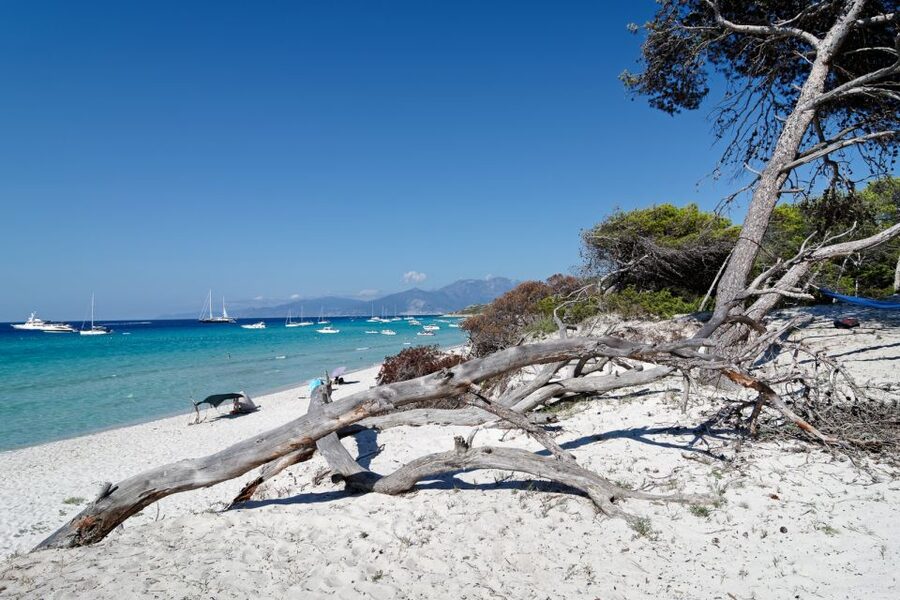 From Calvi: Agriate Guided Jeep Tour to Lotu and Saleccia - From Calvi Pickup to the 4x4 Start Point